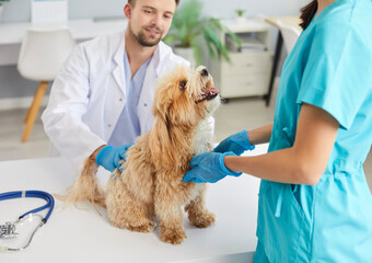 Friendly veterinarian male doctor with nurse examining dog in modern vet clinic in exam room. Domestic pet at veterinary office for a medical check up. Animal health and care concept.