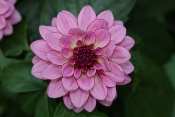 Obraz premium Flower Closeup