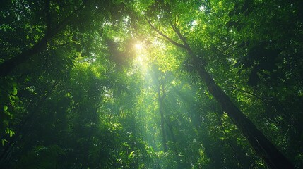 Sunbeams Through Dense Rainforest Canopy