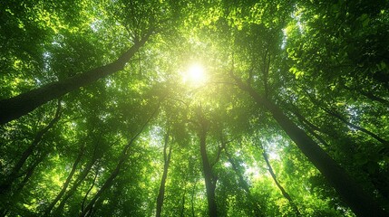 Sunlight Filtering Through Dense Forest Canopy