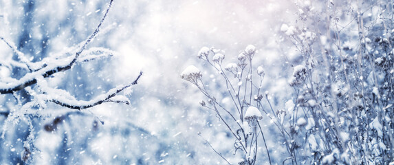 snow covered tree branches and dry plants in forest during snowfall