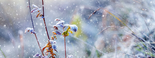 snowy grass and branches of dry plants in a meadow during snowfall in winter