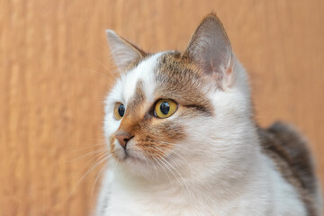 white spotted cat with an attentive look in the room on a light background