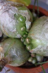 Ornithogalum Caudatum cebula Indyjska © Perovskia