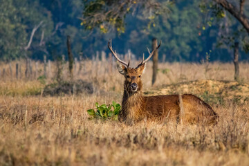 Barahsingha Swamp deer