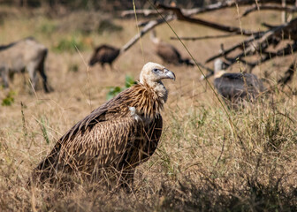 Vulture