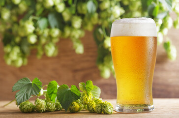 glass of beer and green hops on wooden table