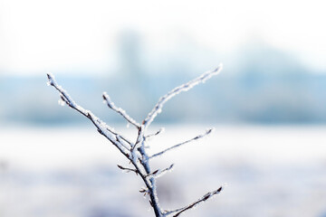 frost-covered tree branches on the background of a snowy river in winter