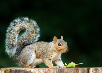 Portrait of a grey squirrel standing on a tree stump with acorn in autumn