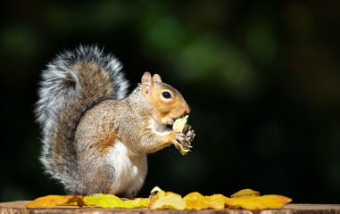 Portrait of a grey squirrel eating hazelnut on a tree stump in autumn