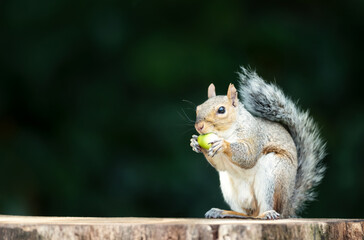 Portrait of a grey squirrel eating acorn on a tree stump in autumn