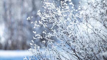 frost-covered bushes in the forest on the background of trees