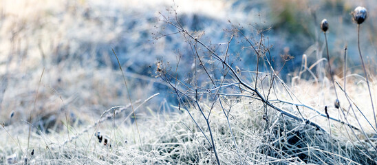 frost covered grass in a meadow sunny winter morning