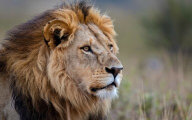 Obraz premium Majestic lion portrait. Close-up portrait of a male lion with a powerful gaze, showcasing its regal presence and strength in the wild.