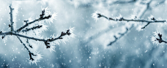 frost-covered tree branches in the garden create a peculiar pattern in winter during snowfall