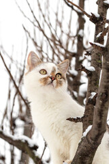 a white spotted cat sits on a tree in winter