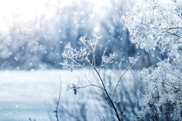 snowy branches of plants in the forest on the lawn during snowfall