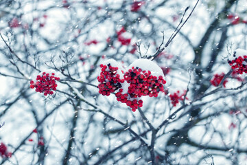snow-covered bunches of mountain ash on a tree in winter during a snowfall