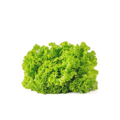 A fresh lettuce ready to use isolated on white background | fresh lettuce for burgers | fresh lettuce for salad