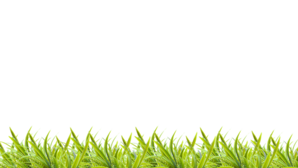 Green Grass Border, Frame For Text or Editing. Fresh natural greenery leaves, branches, forest fern, herbs botanical border, frame, text space. Poster banner, wedding invite, greeting card. PNG File.