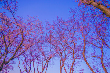 桜のシルエット