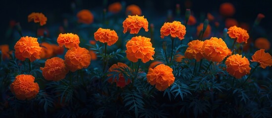 Lush and Radiant Orange Marigold Flowers Blooming in a Serene Nature Garden Setting  Autumn Floral for Thanksgiving or Halloween