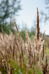 Golden Tall Grass in Field