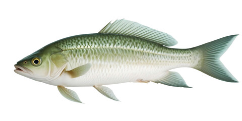 fish on a white background