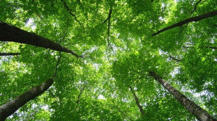 Fototapeta premium A tranquil atmosphere unfolds as sunlight streams through a lush canopy of leaves, highlighting the vibrant greens of tall trees under a clear blue sky in spring.