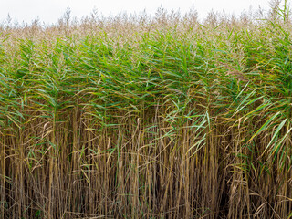 Fototapeta premium Field of tall water reeds with some brown dry stems.