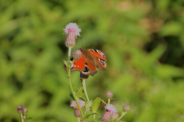 ladybug on a thistle flower butterfly