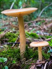 A group of small mushrooms growing closely together. The mushrooms have slender stems and rounded caps with visible gills underneath. The colors range from white to light brown, with darker striations © Nebojsa