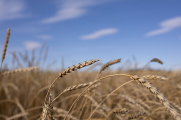 Fototapeta premium golden wheat field