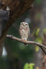 Spotted owlet India Asia 