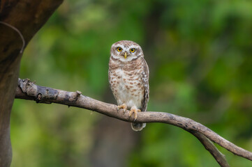 Spotted owlet India Asia 