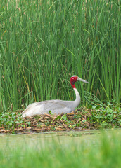 Sarus Crane in the nest. The Sarus crane (Grus antigone) is the world's tallest extant flying bird, standing a height of up to 1.8 m. 