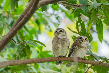 Spotted owlet India Asia 
