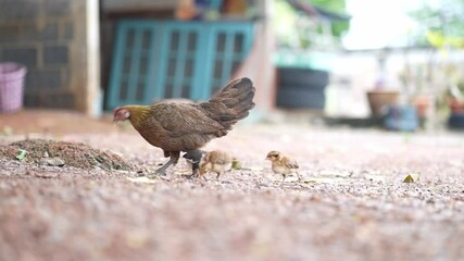 Hen and babychick scavenge for food