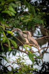 Grey Hornbill 