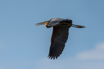 Purple Heron in flight. The purple heron (Ardea purpurea ) is a wide-ranging wading bird species in the heron family, Ardeidae.