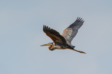 Obraz premium Purple Heron in flight. The purple heron (Ardea purpurea ) is a wide-ranging wading bird species in the heron family, Ardeidae.