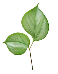 Obraz premium Glossy Green Leaf with Detailed Veins Against Transparent Background