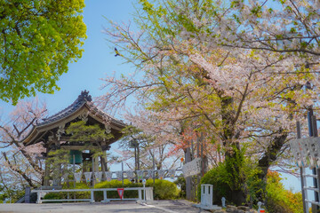 桜の鐘楼