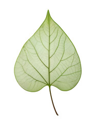 Glossy Green Leaf with Detailed Veins Against Transparent Background