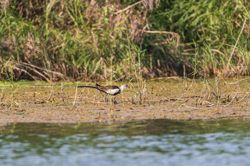 Pheasant-tailed Jacana (Hydrophasianus chirurgus) in close-up shot, Beautiful waterbird in its habitat.
