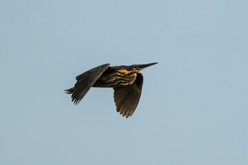 Black Bittern in flight. The black bittern (Ixobrychus flavicollis ) is a bittern of Old World origin, breeding in tropical Asia