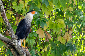 A crested caracara, Caracara plancus, or Mexican eagle. A bird of prey endemic to southeastern United States, Mexico, Central and South America, as well as some Caribbean Islands.