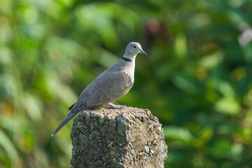 Eurasian Collared Dove close-up. The Eurasian collared dove (Streptopelia decaocto) is a dove species native to Europe and Asia.
