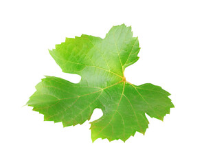 One grape leaf cutout
