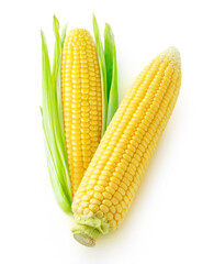 Two yellow corn cobs isolated on white background